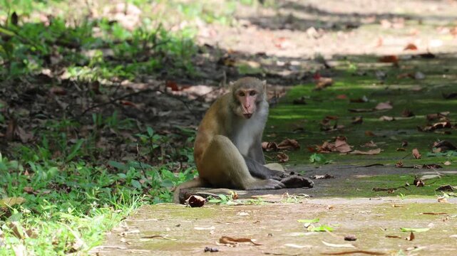 Unedited 4K footage of a wild rhesus macaque monkey.