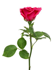 Obraz premium One beautiful pink rose isolated on white