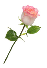 Obraz premium One beautiful pink rose isolated on white