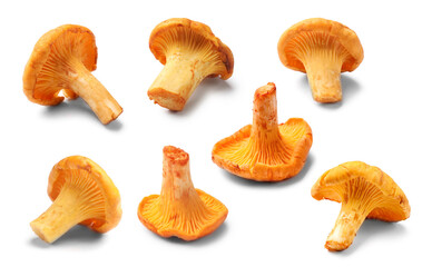 Fresh orange chanterelles isolated on white, set. Edible mushrooms © New Africa