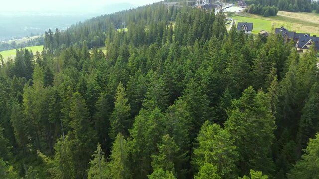 4K Aerial Drone Flight Above Pine Tree Canopies and Mountain Forest Near Zakopane, Poland