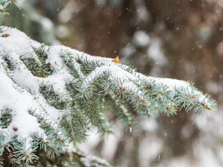 Green fir branches in winter covered with snow © Dmitrii Potashkin