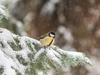 Cute bird Great tit, songbird sitting on the fir branch with snow in winter © Dmitrii Potashkin