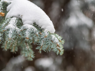 Green fir branches in winter covered with snow © Dmitrii Potashkin