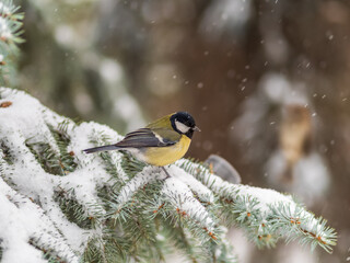 Cute bird Great tit, songbird sitting on the fir branch with snow in winter © Dmitrii Potashkin