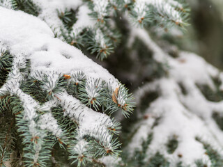 Green fir branches in winter covered with snow © Dmitrii Potashkin