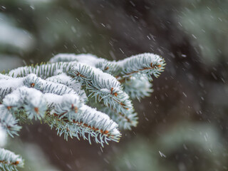 Green fir branches in winter covered with snow © Dmitrii Potashkin