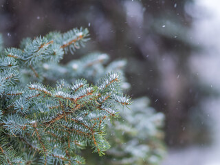 Green fir branches in winter covered with snow © Dmitrii Potashkin
