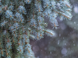 Green fir branches in winter covered with snow © Dmitrii Potashkin
