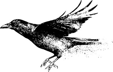 Naklejka premium Grunge black and white stencil of flying crow in motion for poster and nature background design