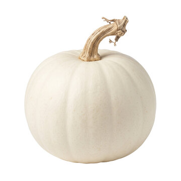 White pumpkin