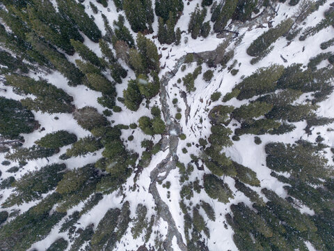 Aerial view of Dolomiti Bellunesi National Park featuring a winding stream through a snow-covered coniferous forest in Veneto, Italy.