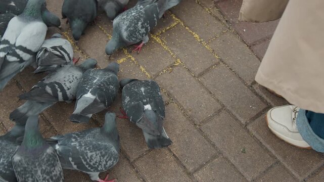 Pigeons peck at scattered birdseed on brick pavement as part of outdoor feeding scene. person wearing rolled up jeans and white shoes stands nearby with only their lower legs visible