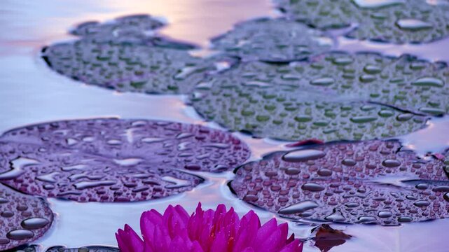 A pink water lily after rain at sunset. High quality 4k footage