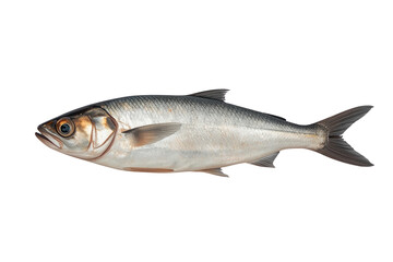Fototapeta premium Fresh silver fish with streamlined body viewed from side