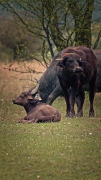 An up-close look at the Asian river buffalo (Bubalus bubalis). Herd of domestic water buffaloes grazing and interacting in a pasture.