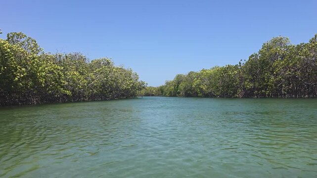 Serene mangrove channel in Montecristi, Dominican Republic, with calm turquoise water winding through lush mangrove forest. Perfect for nature, ecotourism, and environmental conservation content.
