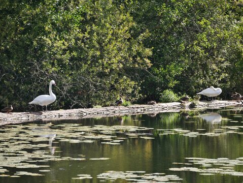 Schw&auml;ne auf der Wakenitz in L&uuml;beck
