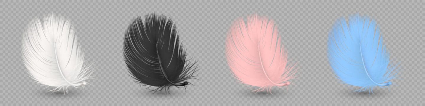 Feather Set in White, Black, Pink and Blue Colors, Vector Illustration. Soft Fluffy Bird Feathers Isolated. Decorative Lightweight Plume Collection