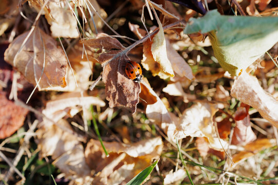 Small ladybug perched on top of Autumnal leaves in a garden