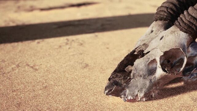 A skull rests on sandy ground in a desert location. The sunlight shines on the dry sand. The scene captures the natural elements of the area and appears desolate.