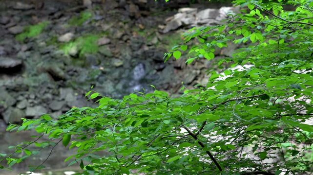 Hidden spot in nature with stream
