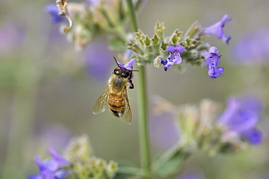 Western honey bee (Apis mellifera), feeding on nectar from a catmint (Nepeta faassenii) flower, Meienberg, Canton of Aargau, Switzerland