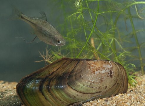 Anodonta cygnea, bitterling, duck mussel, common pond mussel, Rhodeus amarus, Rhodeus sericeus amarus, swan mussel, pond mussel, fish, fishes, river mussel, mussels, pisces, pond mussels