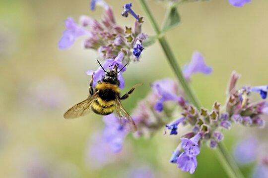 Garden bumblebee (Bombus hortorum), on a catmint (Nepeta x faassenii) flower, Meienberg, Canton of Aargau, Switzerland