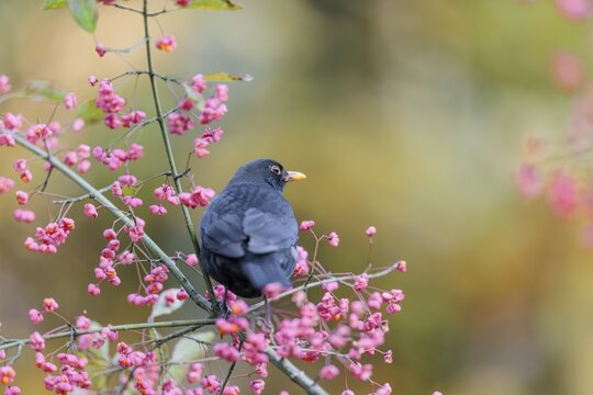 A common blackbird (Turdus merula) sits in a European spindle tree (Euonymus europaeus), and eats the fruit