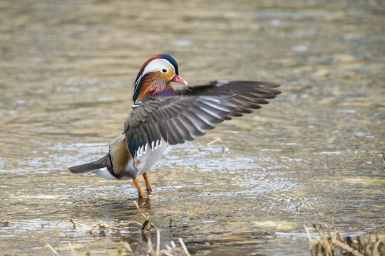 Aix galericulata, mandarin, mandarin duck, anatidae, bath, birds, ducks, ducks, ducks, ducks, male, birds, waterbirds, waterbirds