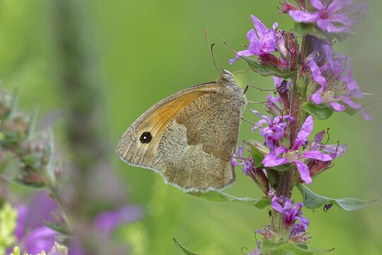 Meadow Brown (Maniola jurtina), feeding on nectar from a purple loosestrife (Lythrum salicaria) flower, Wildlife, insects, butterflies, diurnal butterflies, close-up, macro photography, Wilnsdorf, North Rhine-Westphalia, Germany