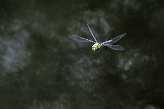 An emperor dragonfly (Anax imperator) in flight, Lindenberg, Freiamt, Canton of Aargau, Switzerland