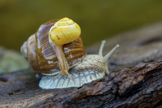 Burgundy snail, banded snails, cepaea, cepaea nemoralis, grove snail, hornworm snail, helicidae, helix pomatia, roman snail, snails, black-mouthed snail, vineyard snail, gastropod, mollusca, snails, snails, molluscs