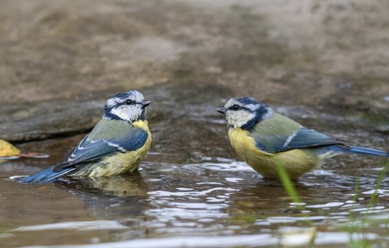 Blue tit, parus caeruleus, bath, bird bath, birds, garden, tits, passeri, songbirds, songbirds, tits, drinking water, birdbath, birds, watering place