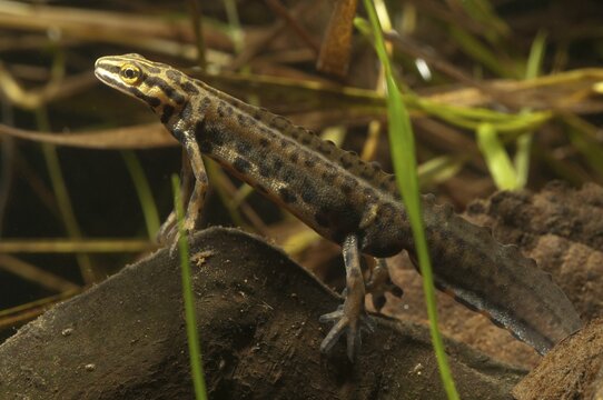 Lissotriton vulgaris meridionalis, Lissotriton vulgaris schreiberi, Schreiber's pond newt, smooth newt, pond newt spec., amphibians, caudata, amphibians, amphibians, amphibians, amphibians, amphibians, amphibians, amphibians, amphibians, amphibians, caudata, amphibians, amphibians, amphibians, amphibians, amphibians, amphibians, amphibians, amphibians, amphibians, amphibians, amphibians, amphibians, amphibians, amphibians, amphibians, amphibians, amphibians, amphibians, amphibians, amphibians, amphibians