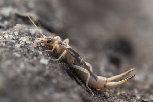 Brandenburg, Germany, Giant Earwig, Labidura Riparia, Nabu, national natural heritage, natural paradise Gr&uuml;nhaus, sandearworm, post-mining landscape, green house, insects, earwigs