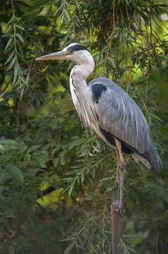 Ardea cinerea, heron, gray heron, birds, ciconiiformes, high size, portrait, heron, walking birds, wading birds, birds
