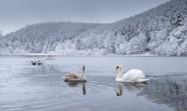 Cygnus olor, mute swan, anatidae, birds, duckbirds, cusp swan, swans, snow, swans, birds, waterbirds, waterbirds, winter