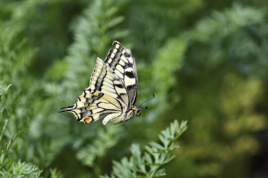 Swallowtail (Papilio machaon), approaching carrot weed (carrot herb), a food source for the caterpillars, Meienberg, Canton of Aargau, Switzerland