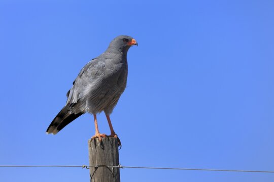 Silver-singing hawk (Melierax canorus), Great Singing Hawk, adult, perched, alert, Little Karoo, Western Cape, South Africa