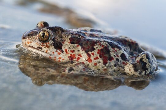 Common spadefoot, garlic toad, pelobates fuscus, amphibians, amphibians, amphibians, amphibians, toads