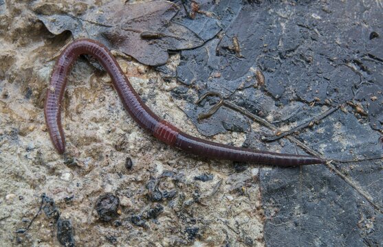 Annelida, clitellata, earthworm, shingles, lumbricidae, oligochaeta, annelids, few bristles, earthworm