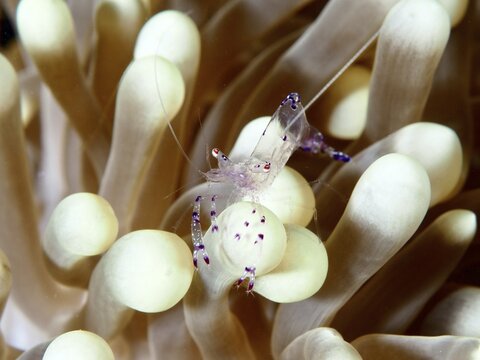 A transparent shrimp, saravati anemone partner shrimp (Ancylomenes sarasvati), tront on a cream-coloured sea anemone, dive site Prapat, Penyapangan, Bali, Indonesia