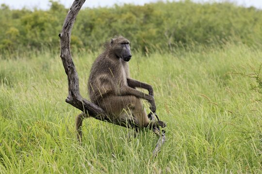 Bear baboon (Papio ursinus), Chakma baboon, adult, sitting, relaxed, tree trunk, observing, Kruger National Park, Kruger National Park, South Africa