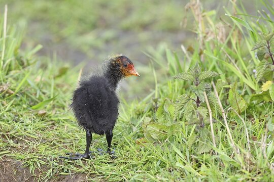 Eurasian Coot, Coot Rail, (Fulica atra), chick in the shore vegetation, D&uuml;mmer, Lake D&uuml;mmer, Ochsenmoor, H&uuml;de, Lower Saxony, Germany