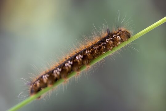 Euthrix potatoria, hen, grass hen, lasiocampidae, drinker, mealyworm, butterfly, drinker, inchworm, insects, moths, moths, moth, caterpillar, butterfly