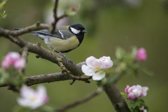 Great tit, great tit, fruit tree blossom, parus major, birds, spring, garden birds, tits, passeri, songbirds, song birds, spring, tits, birds