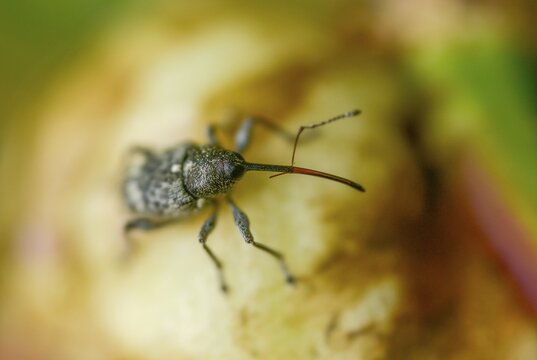 Curculio villosus, oak gall weevil, beetle, coleoptera, insects, beetles