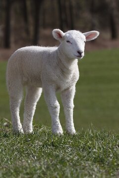 Domestic sheep (Ovis gmelini aries), Lamb standing on dike, Animal child, Schleswig-Holstein, Germany